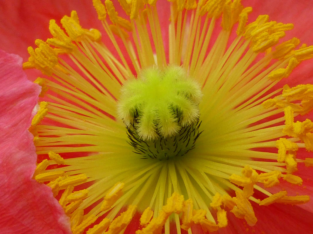 Papaver nudicaule sélections horticoles photo